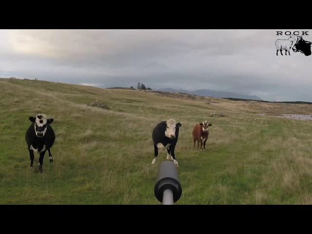 Cattle kill shot compilation