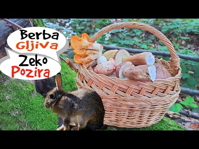 Berba Gljiva - Zeko Pozira 20 Juni 2024