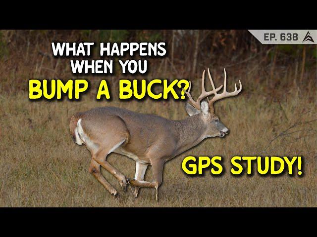 GPS study ANSWERS what happens when you SPOOK A BUCK!