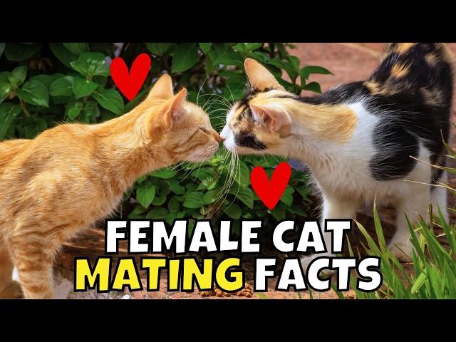 6 Surprising Facts About Female Cats' Love Lives 