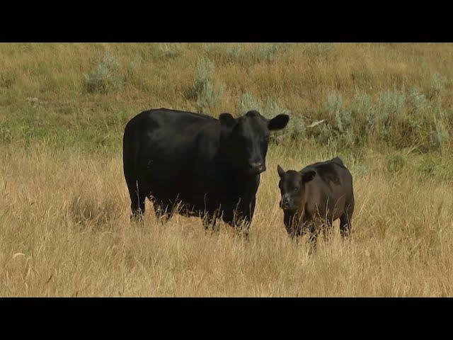 Tight Cattle Supplies To Fuel Record 2024 Calf Prices