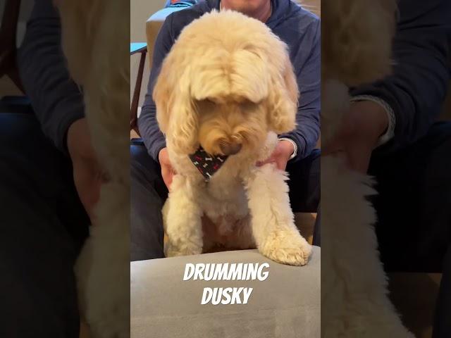 Drumming Dusky (134/365) #labradoodles