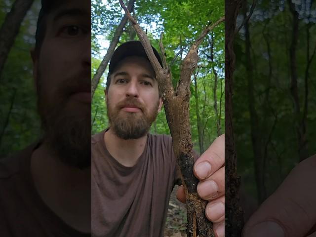 Foraging and cooking burdock root 