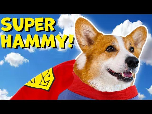 SUPER HERO DOG SAVES THE DAY |  TikTok Dog Compilation