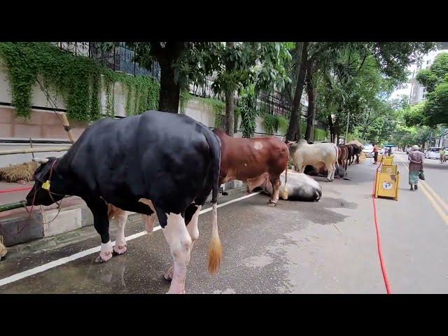 বাংলাদেশের শিল্পপতিরা কেমন গরু কুরবানি দেন, দেখে নিন বড় একটি শিল্প গ্রুপ আমিন মোহাম্মাদ এর গরুগুলো