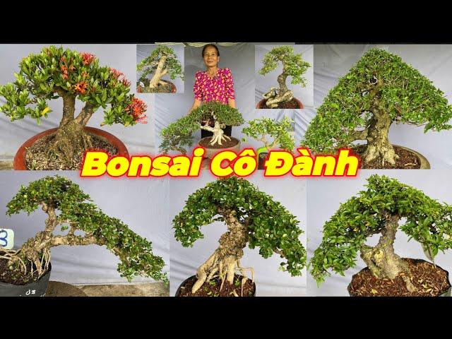 CÔ ĐÀNH | #0932865761 | NHIỀU CÂY THÀNH PHẨM GIÀ ĐẸP SAM TRÁI, SAM HƯƠNG, CẦN THĂNG, MCT, TRANG,SƠRI