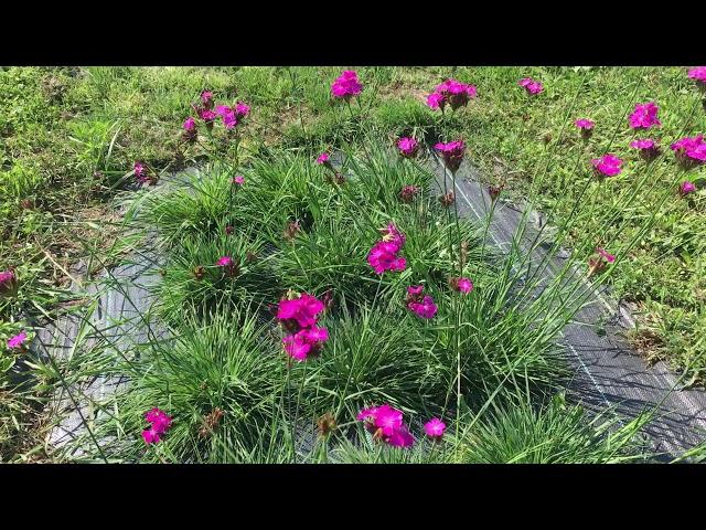 Goździk kartuzek, Dianthus carthusianorum