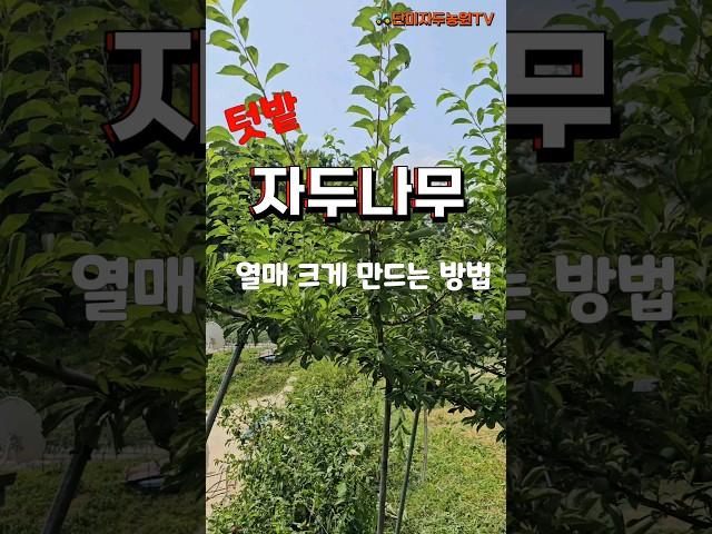 텃밭 자두나무 열매 크게 만드는 방법 - 영양 손실 줄이기 #자두나무 #자두 #도장지제거