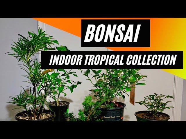 Bonsai - New Indoor Tropical Collection