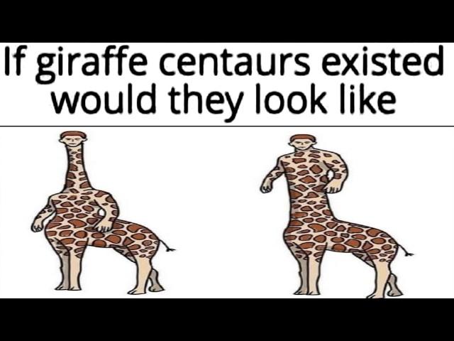 Animal Memes