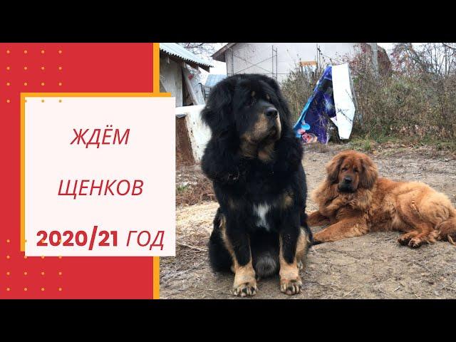 Новости о вязке ДРУГа и ВАСИЛИСЫ в питомнике собак РашенДог (RussianDog)