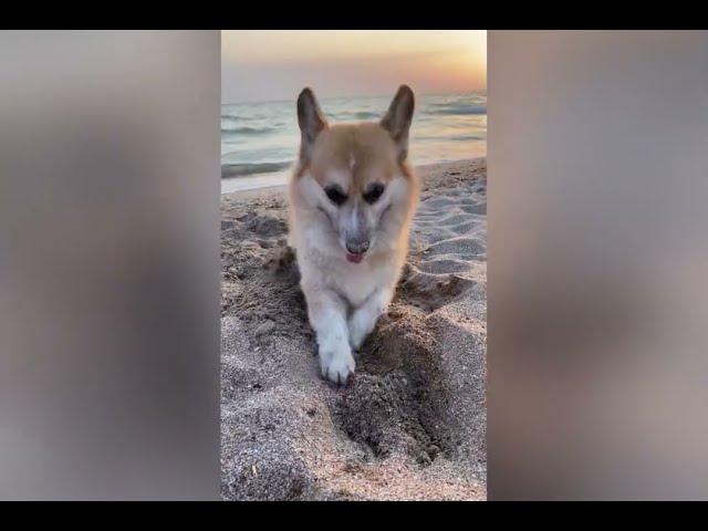 С моря привет!! ️ Крым. Витино. Чёрное море.