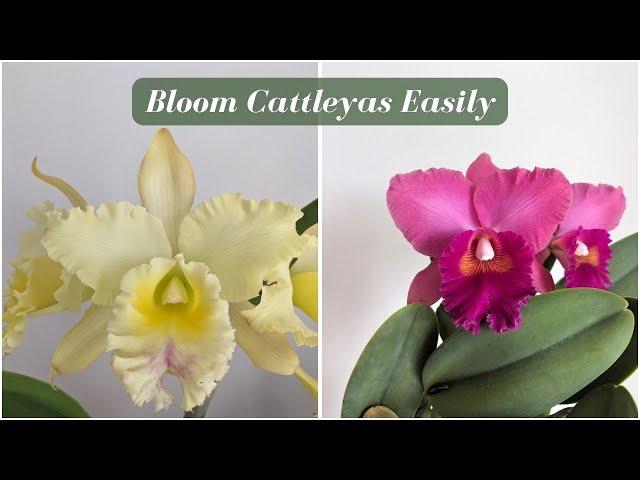 How to Grow Stunning Cattleya Orchids: Expert Tips for Blooming Success!