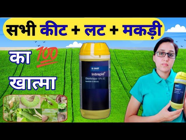 सबसे पावरफुल कीटनाशक इन्ट्रेपिड | BASF Intrepid Insecticide | chlorfenapyr 10 sc | Intrepid