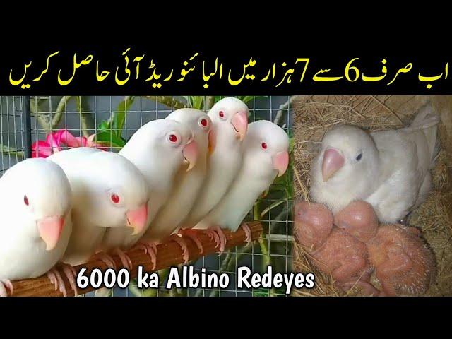 How to produce albino redeyes cheaply | Albino red eyes in just 6 to 7000 only | Albino redeyes