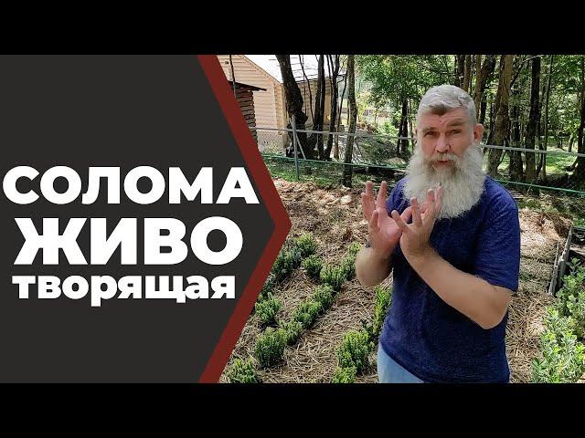 Соломенное земледелие. Живые грядки//Живая Баня Иван Бояринцев