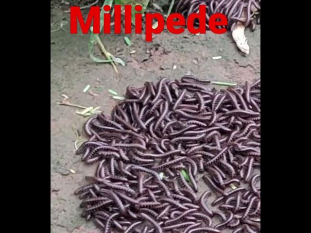 Millipede #viral #shorts