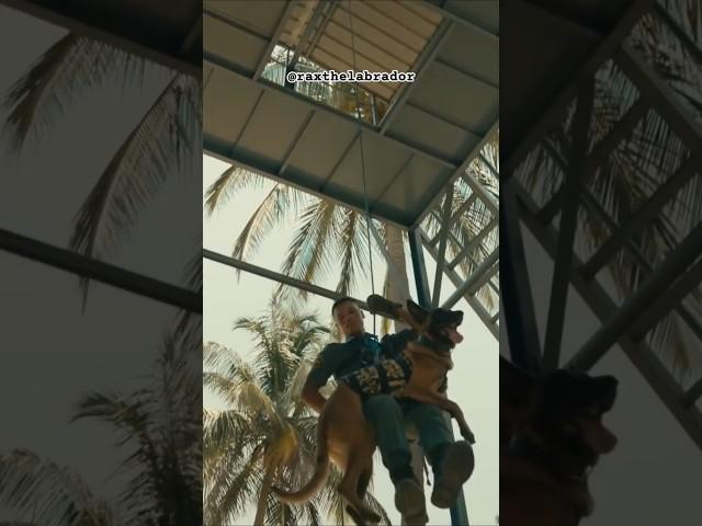 CRPF K9 dog training #shorts #army #ytshorts #viral #raxthelabrador