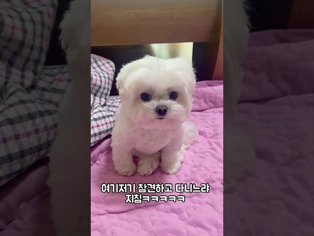명절3일차 집에 가고 싶은 강아지