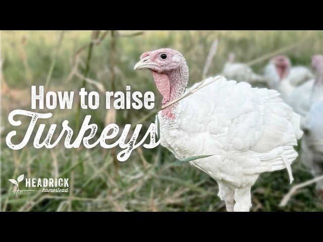 How to Raise Turkeys | From Poults to Full Grown