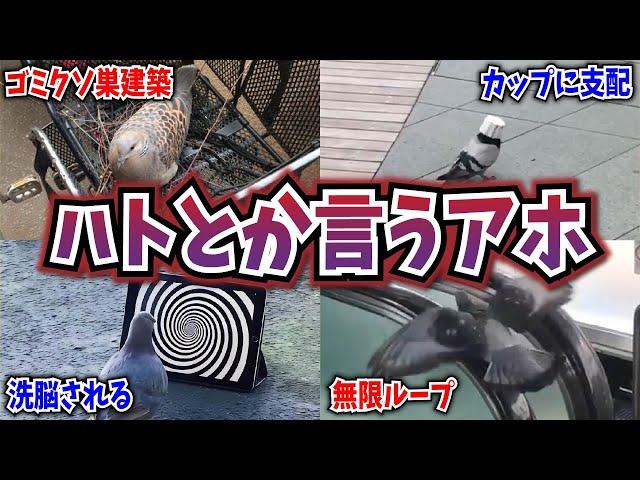 【2ch動物スレ】平和の象徴「ハト」やっぱり頭が悪かった→数多のアホエピソードにネット民困惑wwwwww【なんj】