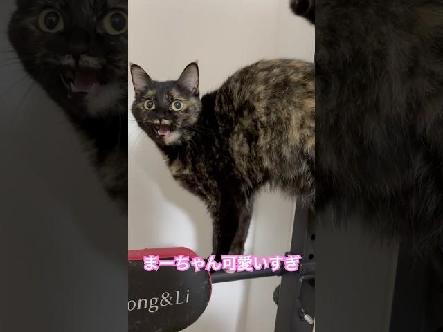 マーガレット可愛い　#shorts #cat #猫のいる暮らし #猫 #ねこ #サビ猫