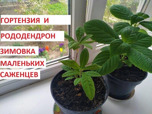 зимовка маленьких саженцев гортензии и рододендрона