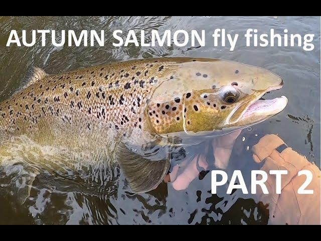 AUTUMN SALMON PART2. ART MERK FLY FISHING ADVENTURES