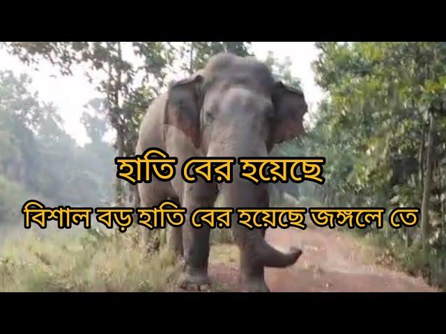 বিশাল বড় হাতি বের হয়েছে জঙ্গলে তে#YouTube videos#viral videos #