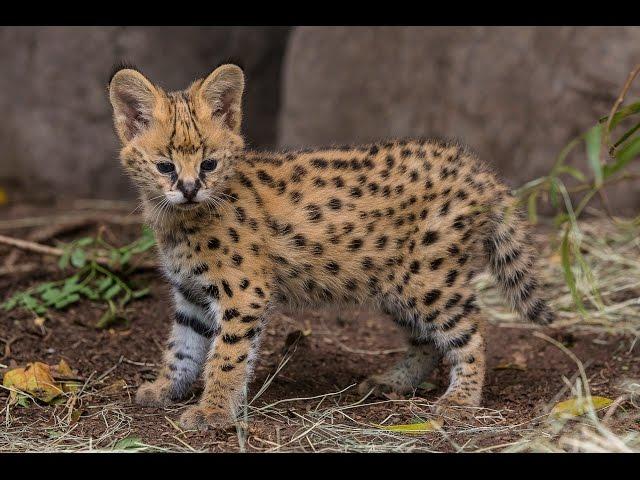 Serval Kitten Gets Licking From Mom