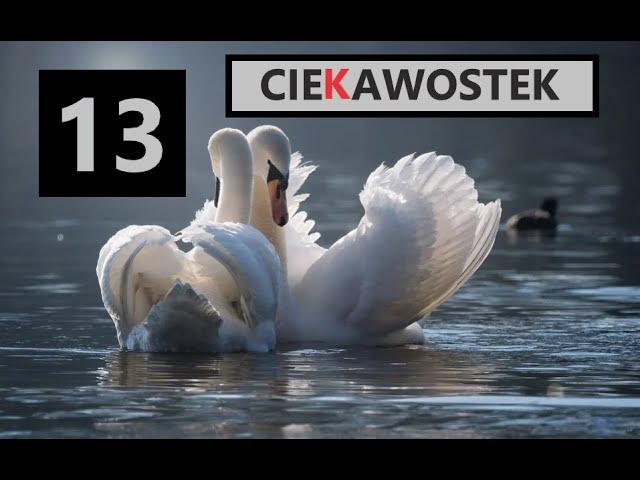 Łabędź niemy 13 mocnych ciekawostek  HD