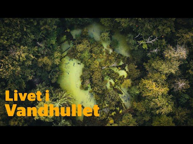 Naturen ved vandhullet og søen // Naturformidling, dansk naturfilm