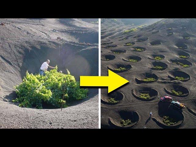 How These Circles In The Sahara Help Farmers To Grow Crops In The Desert