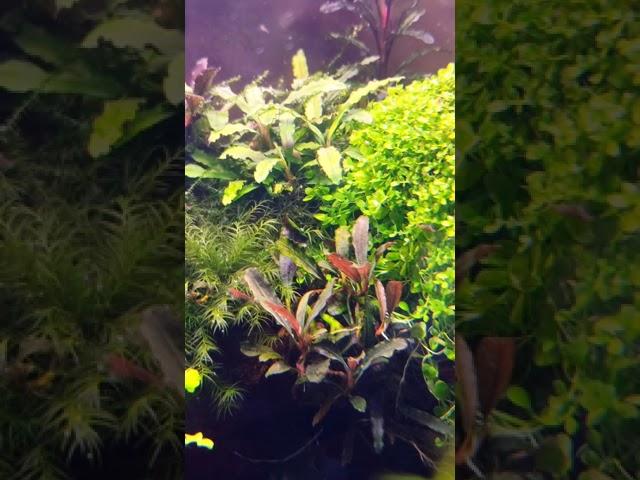 Aquarium Bucephalandra Moss Monte Carlo️