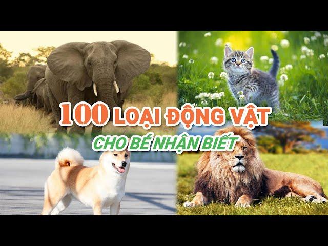 100 LOẠI ĐỘNG VẬT CHO BÉ HỌC  || Dạy bé học tên gọi và tiếng kêu của các loại động vật | 100 Animals