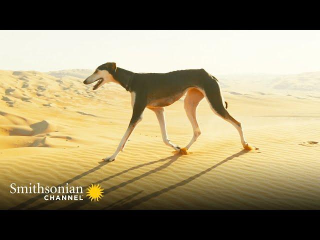 This Arabian Dog is Fast Enough to Catch a Gazelle  Amazing Dogs | Smithsonian Channel