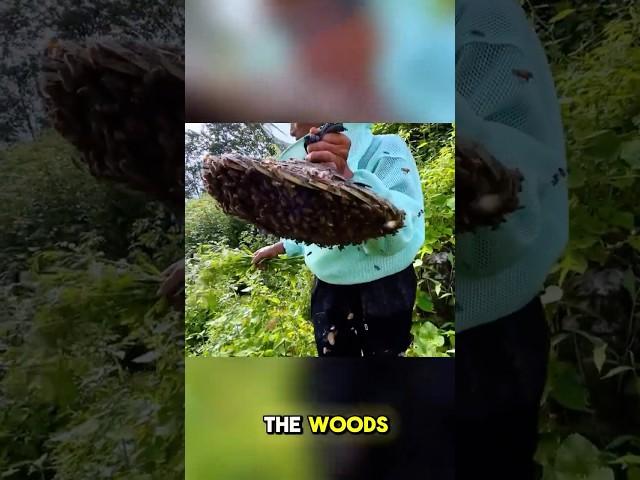 The farmer found a wild beehive and gave it a new home.