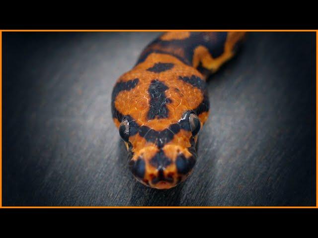 The Best DARK Clown Ball Python Combos! | #Hetflix 225