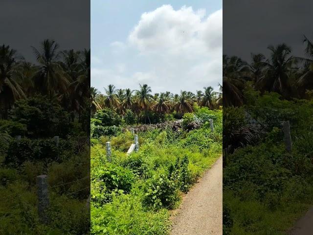 9 Gunte Empty Farmland Sale in Harohalli City , Charan 7338474634