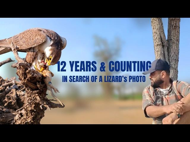 Spiny-tailed lizards : a falcon’s favourite meal