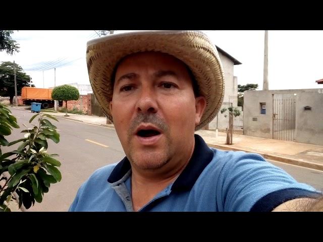 Como plantar uma árvore na calçada e não danificar a calçada