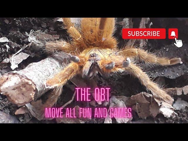 the obt move #tarantulasoftheworld #nature #oldworld