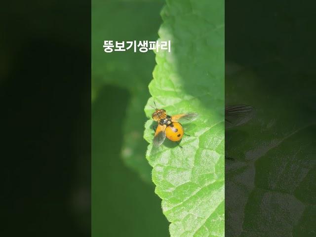 #뚱보 기생파리