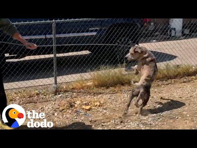 5-Year-Old Neighbor Fed This Dog Until He Was Rescued | The Dodo