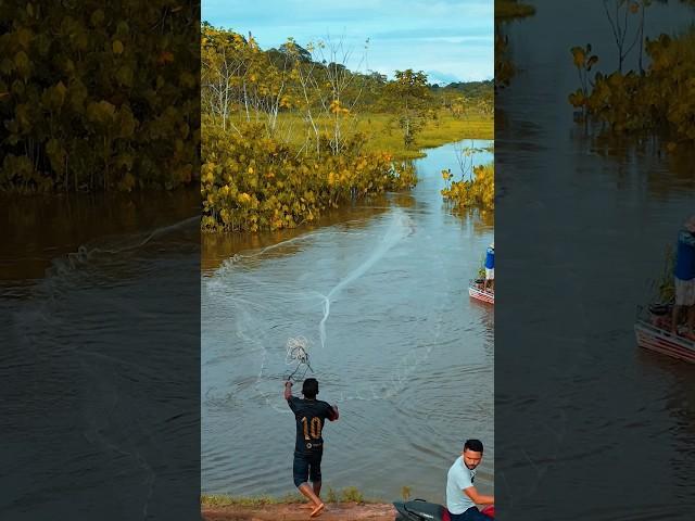 PESCARIA COM TARRAFA (MALHADEIRA) | IRANDUBA / AMAZONAS - #shorts #pescaria #tarrafa #iranduba