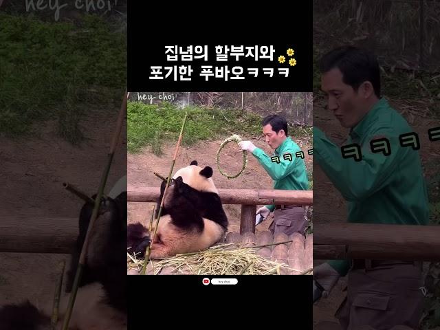 집념의 할부지와 포기한 푸바오ㅋㅋㅋㅋㅋㅋㅋㅋ(feat.화관) #Shorts#FuBao#cute