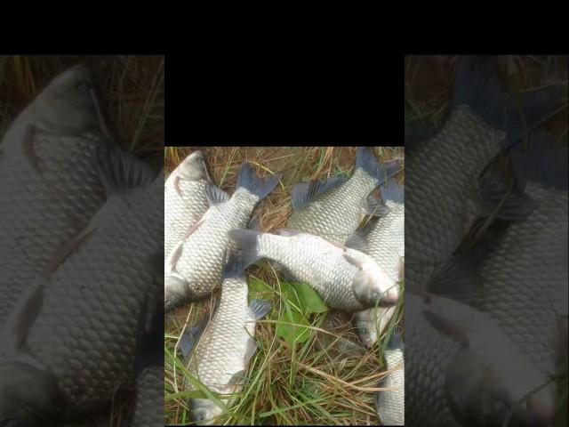월척만 나온 날~ #붕어낚시 #월척붕어 #fishing