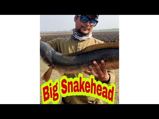 #Shorts Snakehead/Murrel Fishing India Top Water Fishing YouTube Shorts #Trending #shorts #Viral