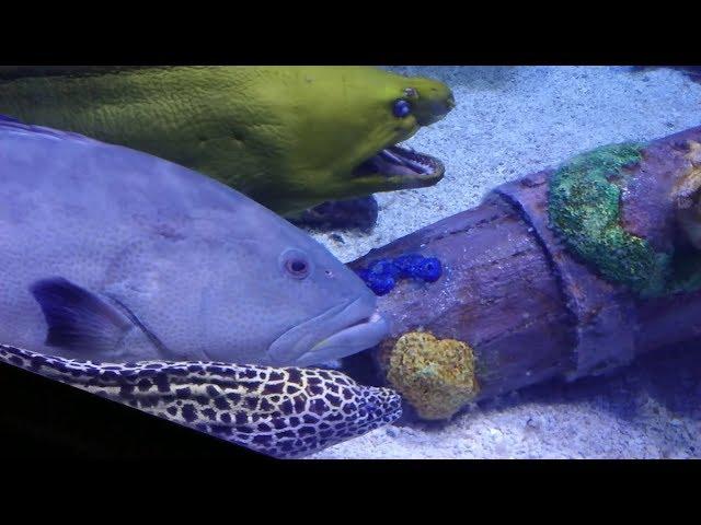 Place to visit with kids in Houston Texas - Downtown Aquarium review