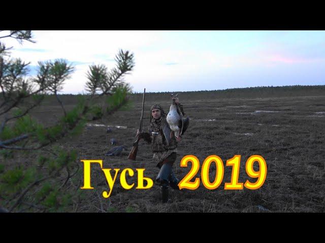 Гусь 2019 Охота на болотах #2